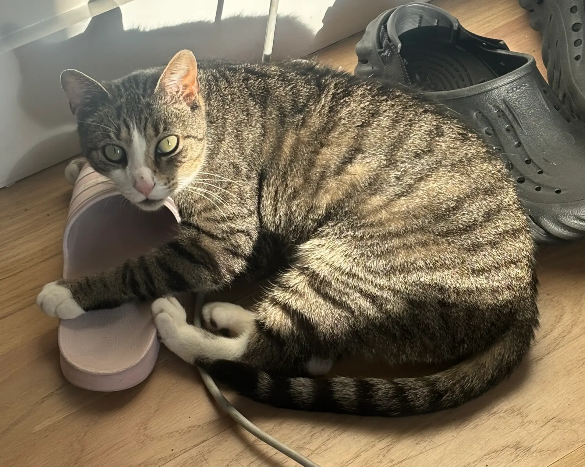 Minx sitting with her paws inside a pink slide sandal on the floor