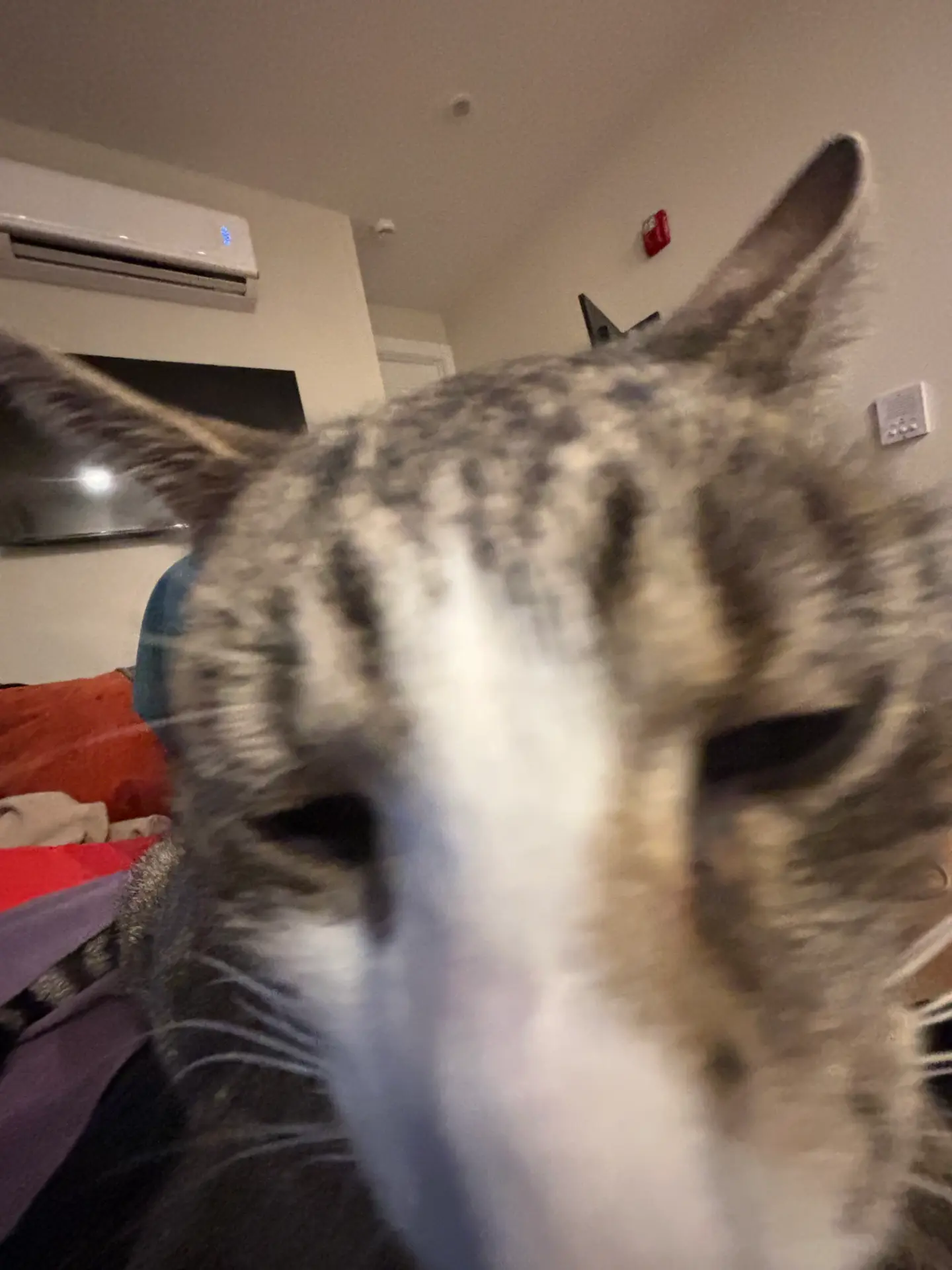 Blurry extreme close-up of Minx's face pressed toward the camera