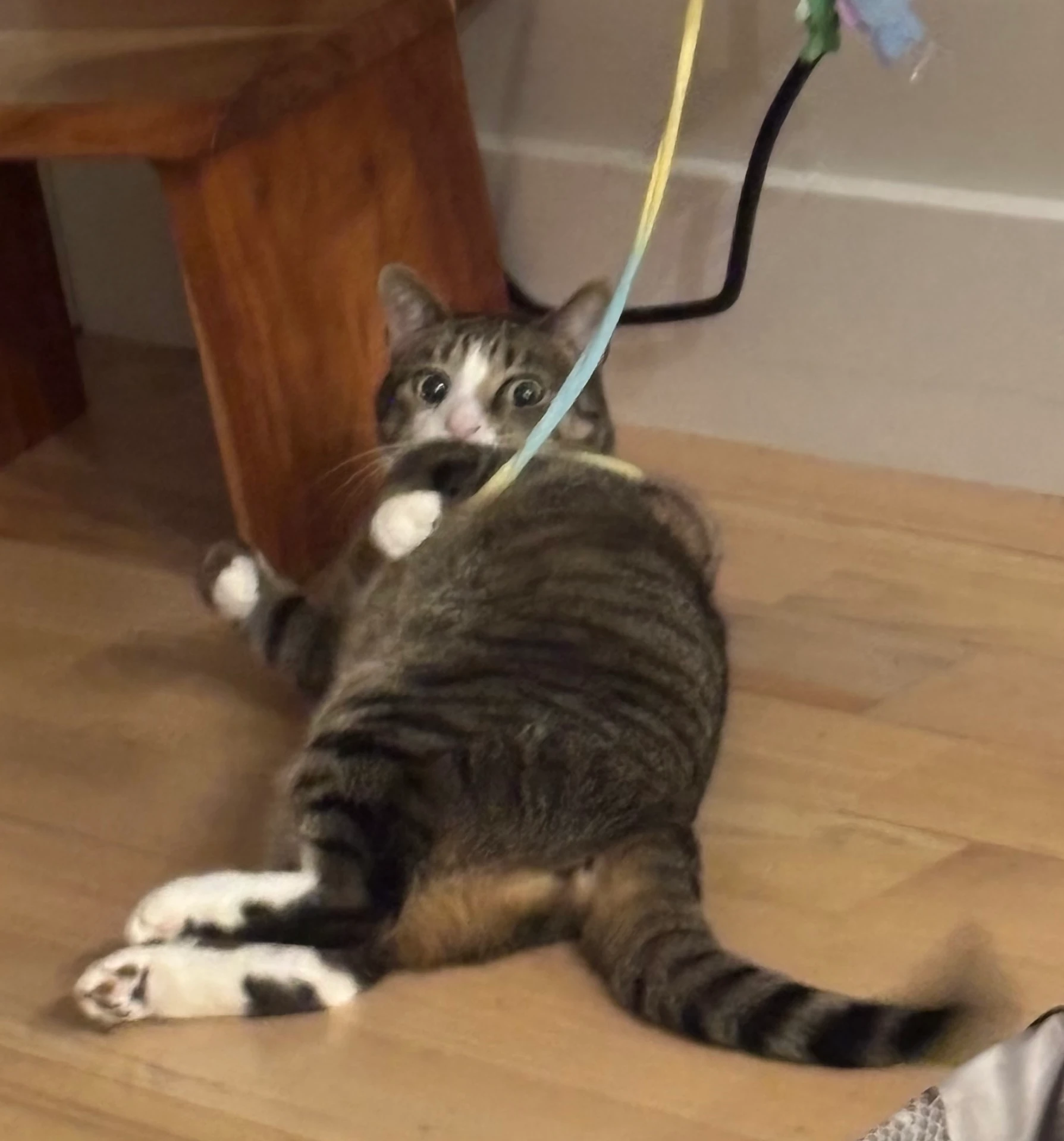 Minx tangled in the string of a wand toy, eyes wide, looking at the camera