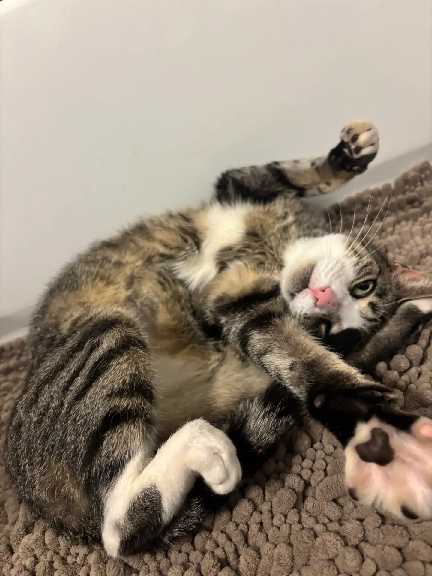 Minx lying upside down with her paws in the air