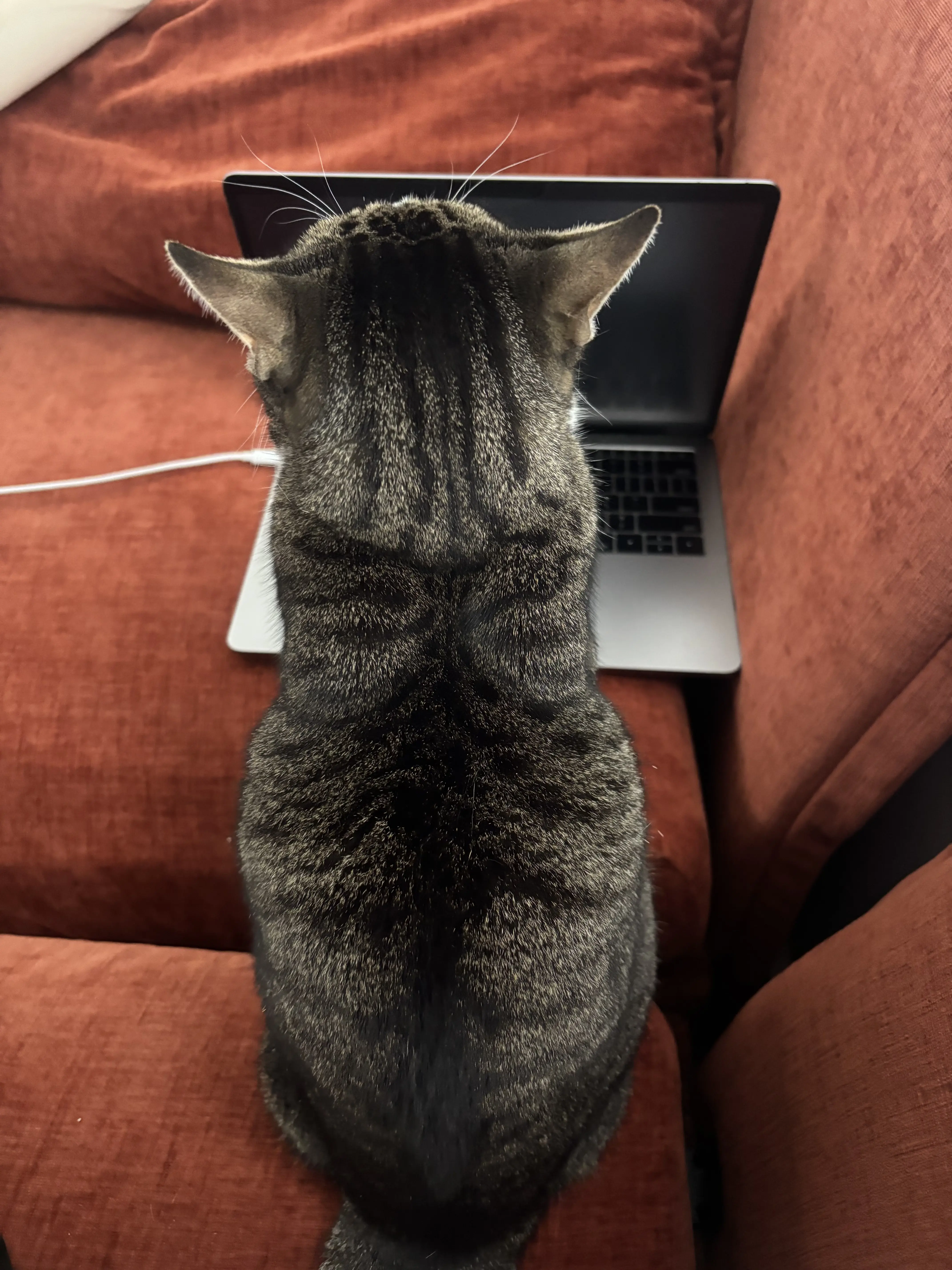 Minx sitting beside an open laptop on a desk